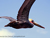 'Pelican' - La Paz, Mexico